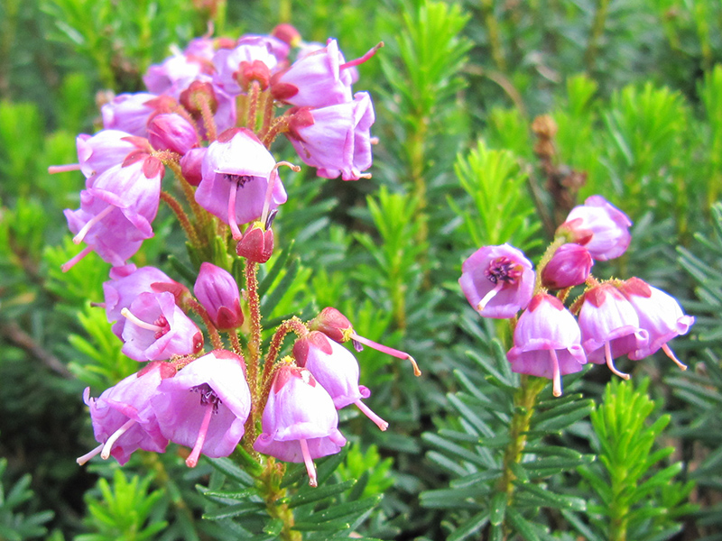 sub-alpine meadow with pink mountain heather blossoms close-up view pink bell-shaped flowers