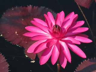 hot pink water lily