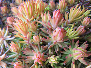 Pink, red, and gree ice plant