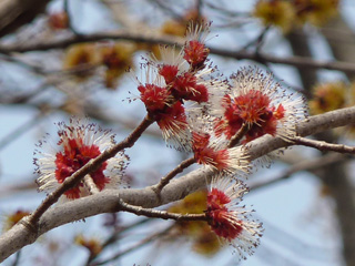 Detail of Red Maple Blossoms