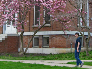 Magnolia in blossom