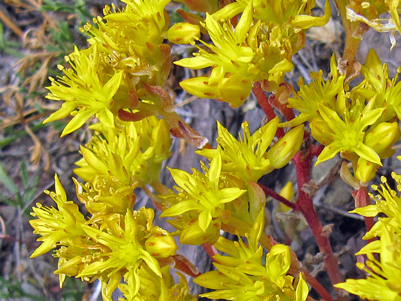 bright yellow flowers with red stems
