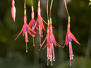 Shooting Star Fuschia hang down.