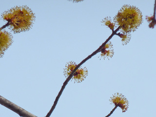 Silver Maple Blossoms on March 21st