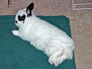 Snowball reclines in front of his cage