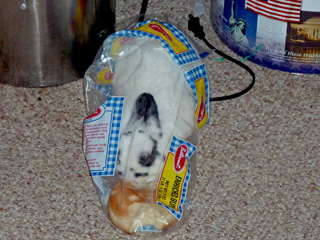 Our pet rabbit Snowball is in a plastic bag eating a hamburger bun
