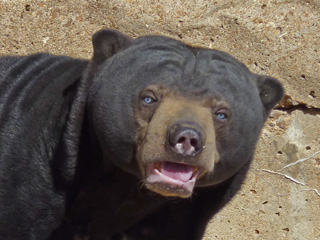 A Malaysian Sun Bear in the Saint Louis Zoo