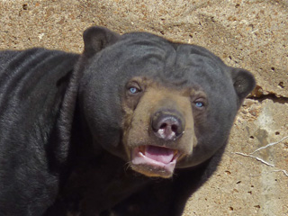 A Malaysian Sun Bear in the Saint Louis Zoo