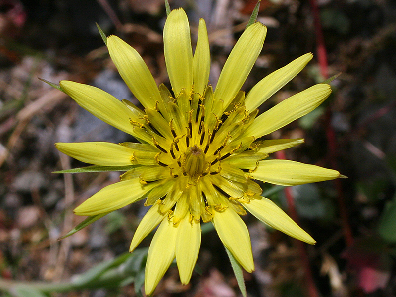 Yellow starburst shaped blossom