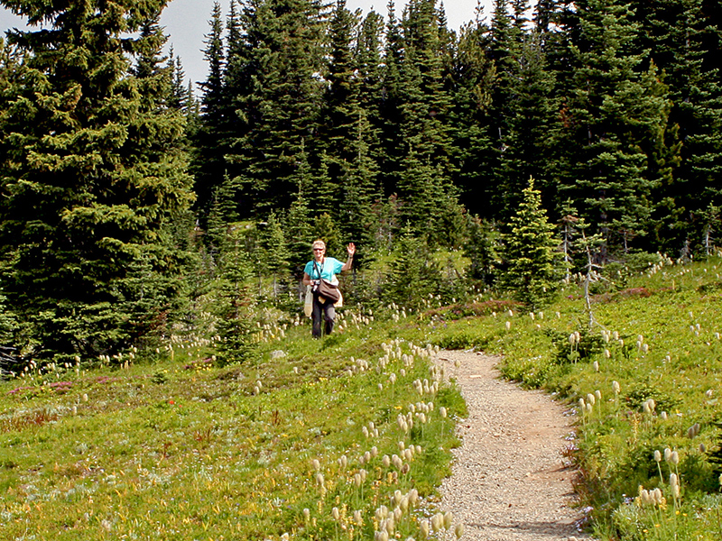 Paintbrush trail through an alpine meadow toward some fir trees