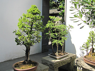 Trees in Chinese Garden