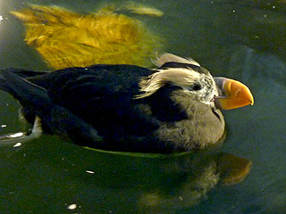 A futed puffin swimming