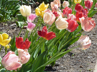 Daffodils in backyard