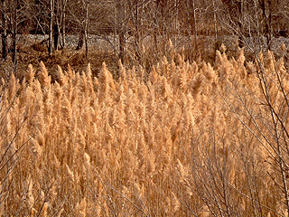 Grasses in the evening sun in Springfield, Illinois