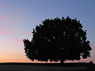 Profile of Walnut Tree