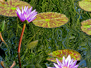 Water lilies in Chicago Botanical Garden