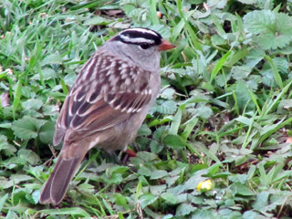 A white crowned sparrow in the yard
