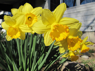 Daffodils with sunlight