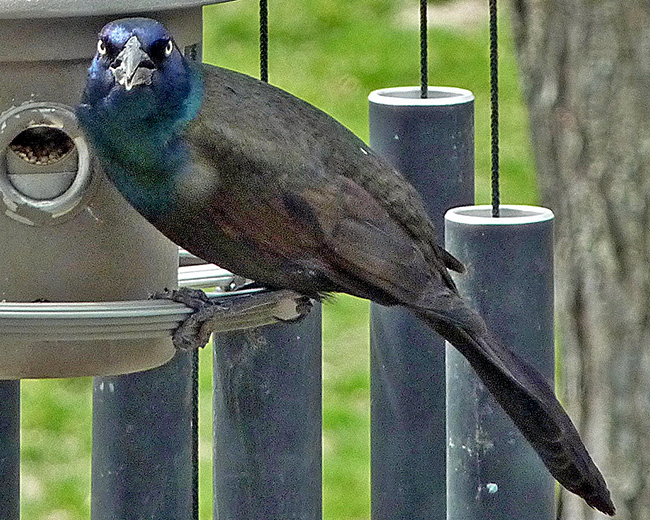 Grackle