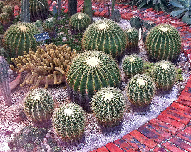 Cactus at Taipei botanical garden