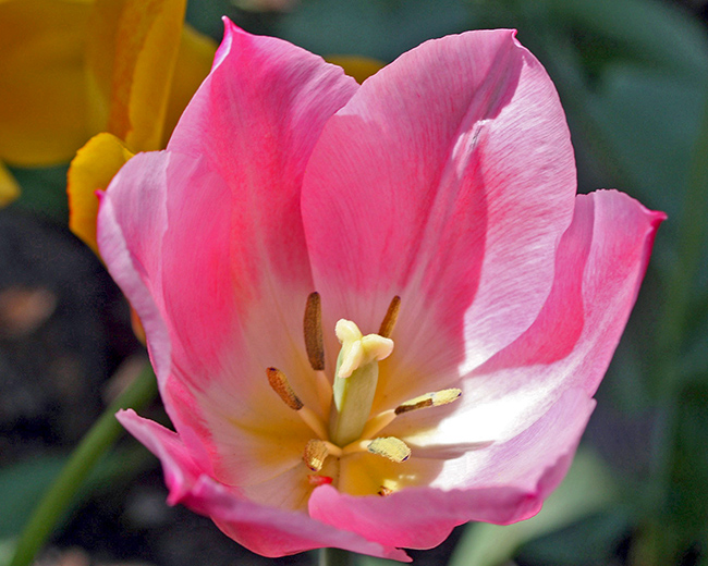 Pink tulip