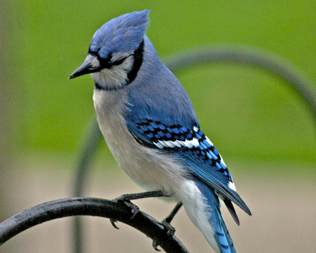 Bluejay on feeder