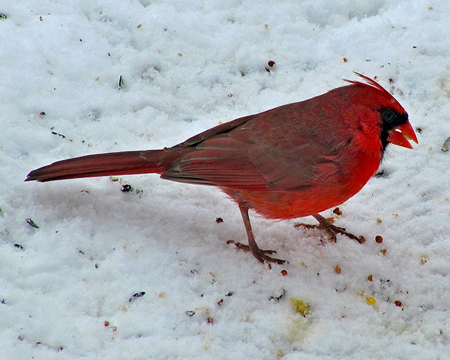 Cardinal in snow