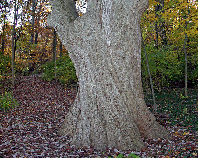 Big tree at Lincoln Memorial Garden