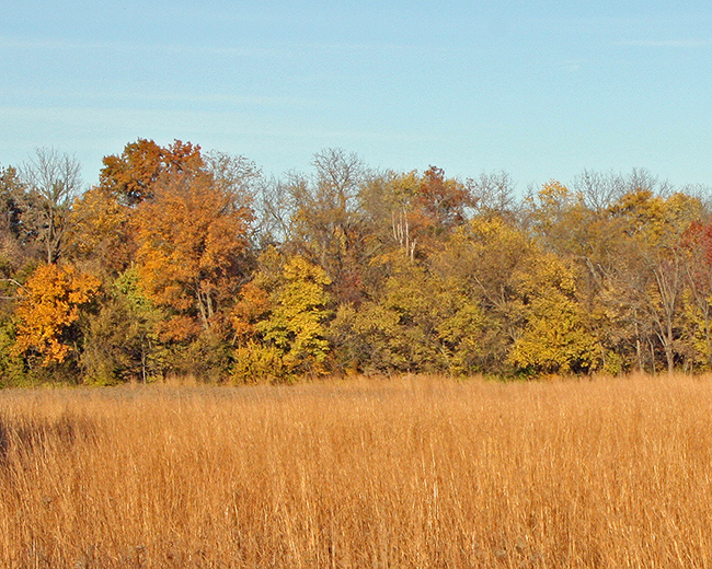 Lincoln Memorial Garden meadow