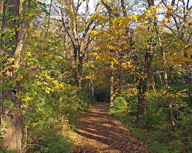 Pathway in Lincoln Memorial Garden