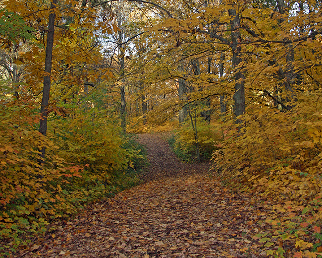 Fall color on trail in Lincoln Memorial Garden