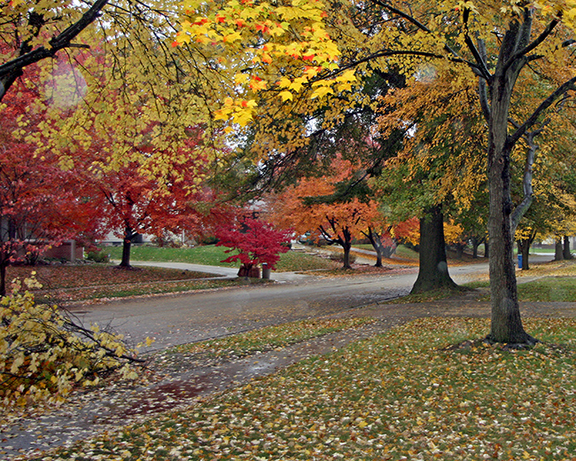 Foliage in our front yard