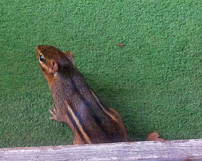 Chipmunk in our back porch