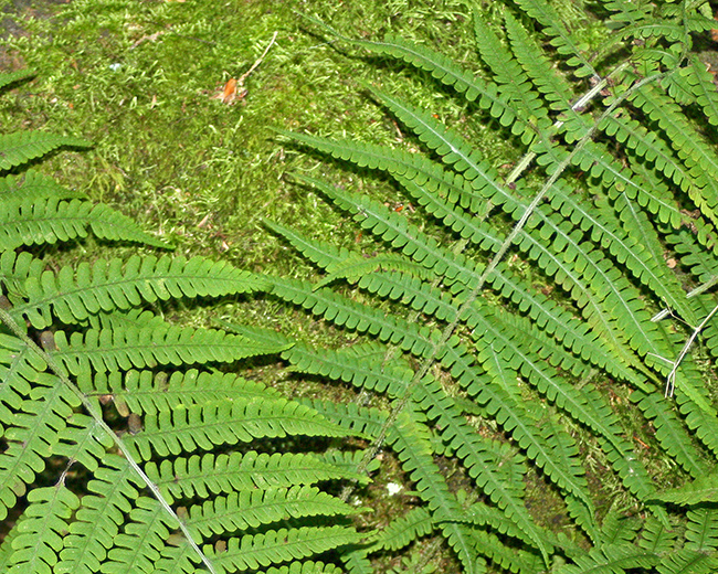 Ferns in Indiana