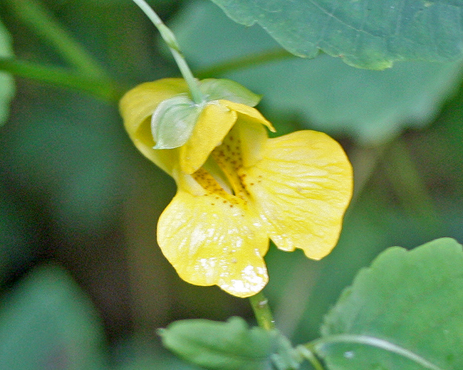 Jewel flower but yellow