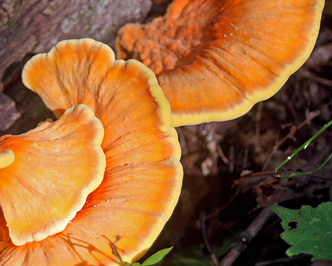 Mushrooms (turkey of the wood) at Turkey Run