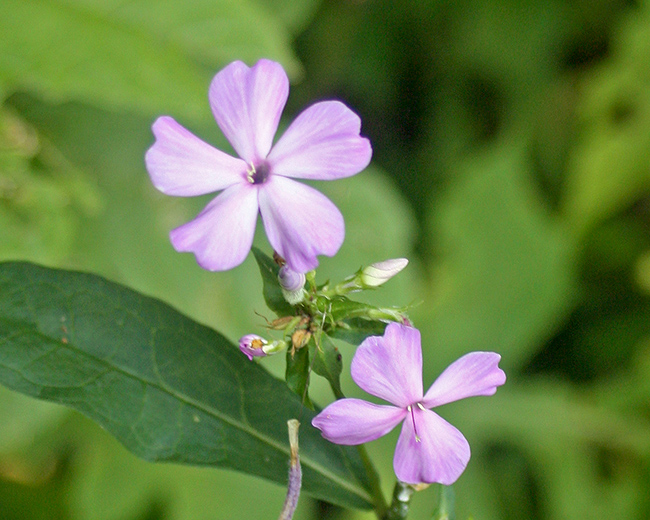 Blue phlox Phlox divaricata