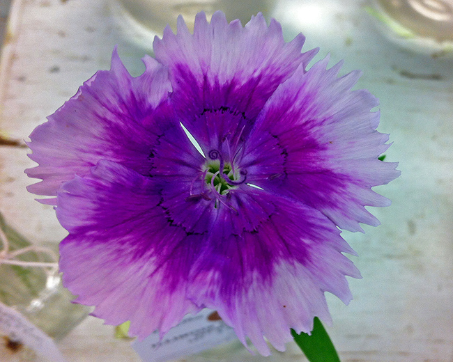 Dianthas Diana Lavender flower