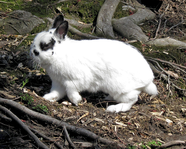 Snowball in backyard