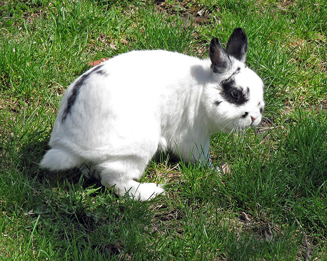 Snowball on lawn