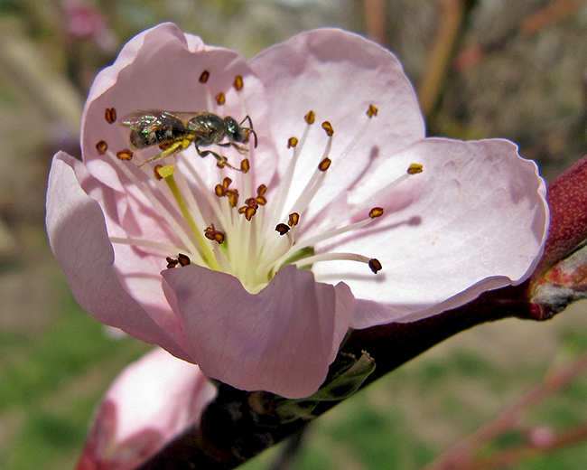 Peach blossom