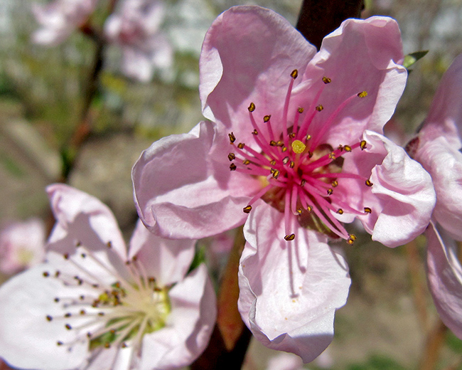 Peach blossoms