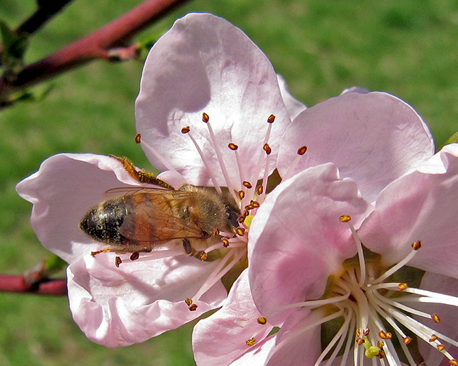 Peach blossom with honey bee