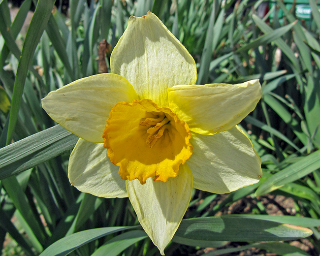 Daffodil