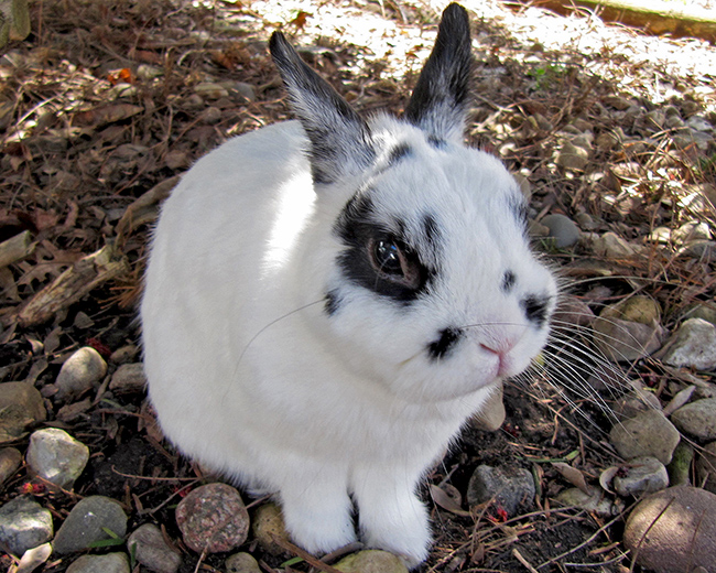 Snowball under bushes