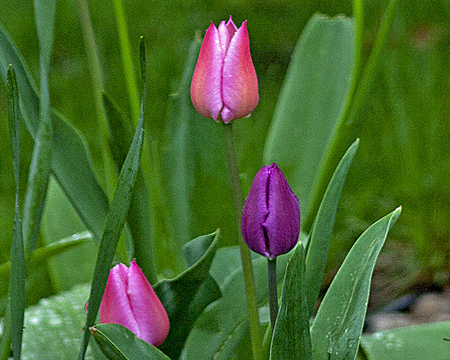 Tulips in front yard