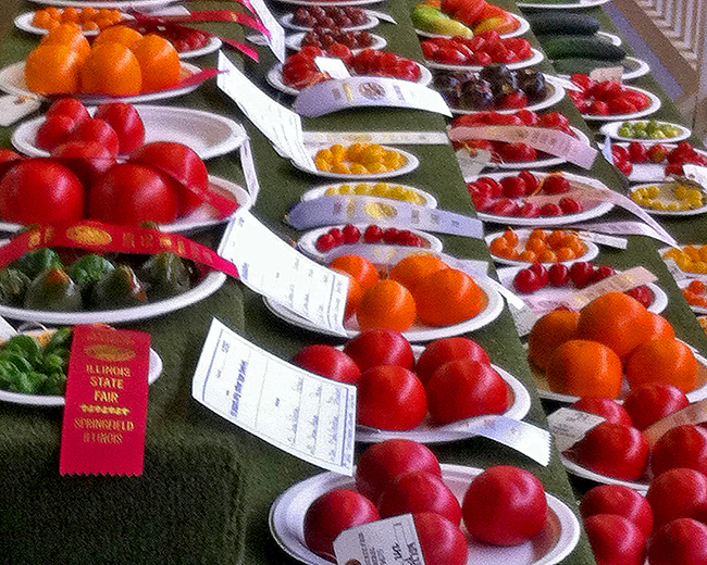 Tomatoes at state fair