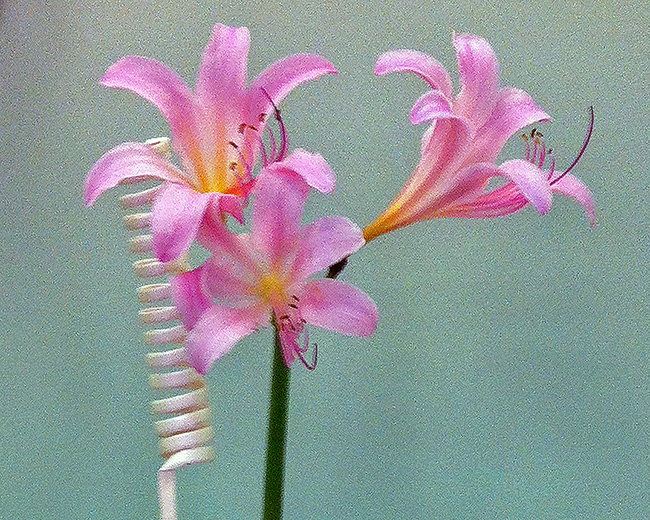 Pink flower arrangement