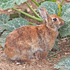 Rabbit in a garden in Monaco