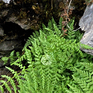 Young fern emerges in May